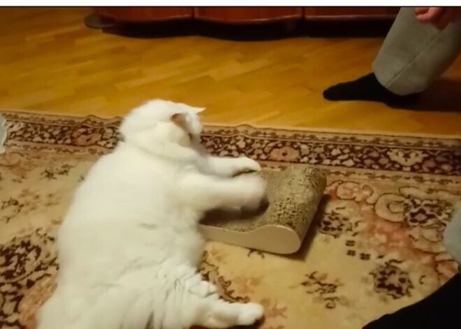 Guļošās skaistules modināšana