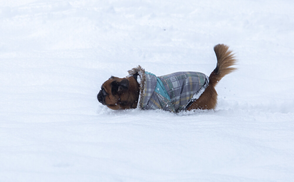 The most snow in the night in Vidzeme – Jauns.lv