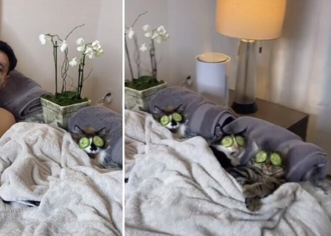 Вот как надо расслабляться! Отдыхающие с огурцами на глазах хозяин и кошки покорили Сеть