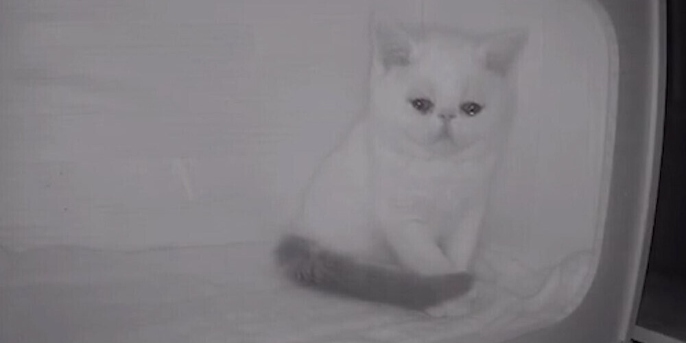 Камера наблюдения сняла безумно грустные кадры, когда котенок увидел, что остался один