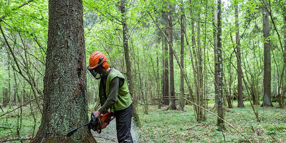 Polija gatavojas atsākt meža ciršanu UNESCO Pasaules mantojuma sarakstā iekļautajā Belovežas gāršā
