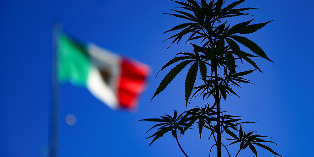 Meksikas parlamenta apakšnams atbalsta marihuānas legalizāciju