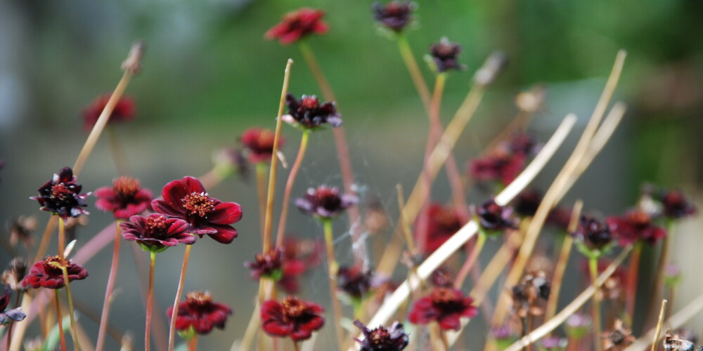 Šokolādes puķe ir viegli kopjama, vienīgi karstākās dienās cītīgi jālaista, lai nenovīst. 