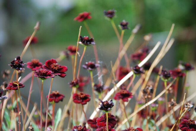 Šokolādes puķe ir viegli kopjama, vienīgi karstākās dienās cītīgi jālaista, lai nenovīst.