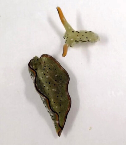 Elysia marginata sugas gliemezis spēj atdalīt galvu no ķermeņa, pēcāk izaudzējot jaunu ķermeni