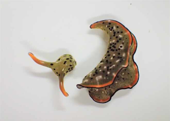 Vēl neredzēts ekstrēms: gliemezis nomet visu ķermeni, turpinot dzīvot tikai kā galva