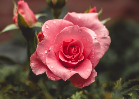 Atgriezušies no jūrasbraucieniem gar Āzijas zemju krastiem, jūrnieki atveda līdzi uz Angliju krāšņas rozes, dēvētas par tējas rozēm. Eiropā tējas rozes sāka krustot ar vietējām, radot jaunas to krāsas un smaržu nianses.