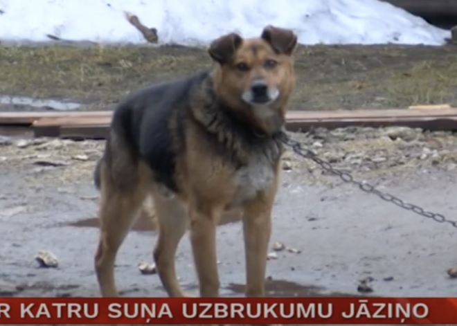 В Латгале женщину покусали бездомные собаки; призывают сообщать о таких нападениях