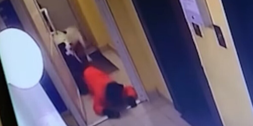 Хозяйка бойцовской собаки, искусавшей школьника, отрицала вину, пока ей не показали видео