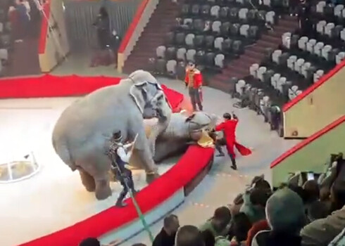 Speciālists norāda, ka ziloņu uzvedību ir ļoti grūti paredzēt.