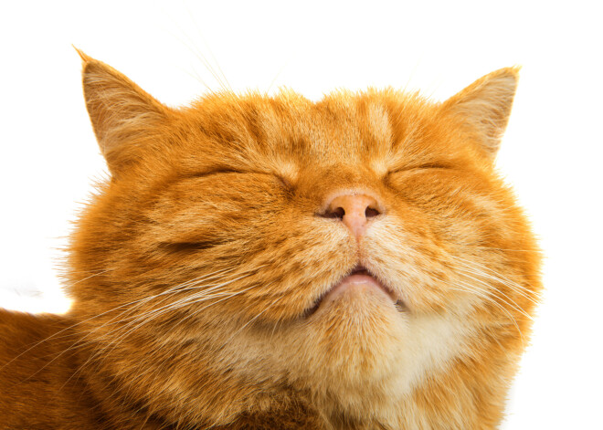 Кот спас годовалого ребенка от голодной гибели