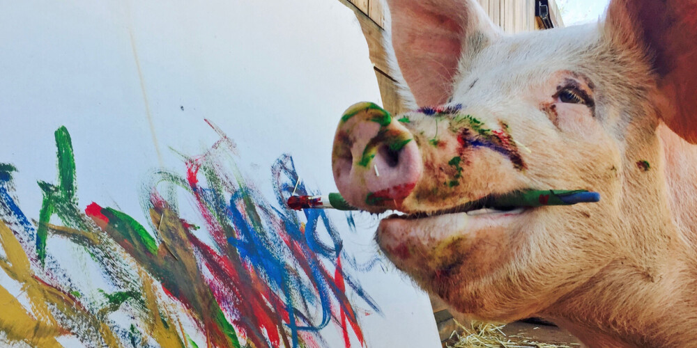 Свинья-художница Pigcasso написала портрет принца Гарри. Его легко узнать по рыжим волосам