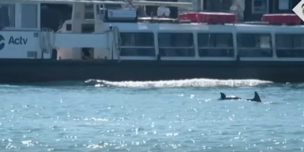 Природа действительно очистилась? Заплывшие в каналы Венеции дельфины удивили местных жителей