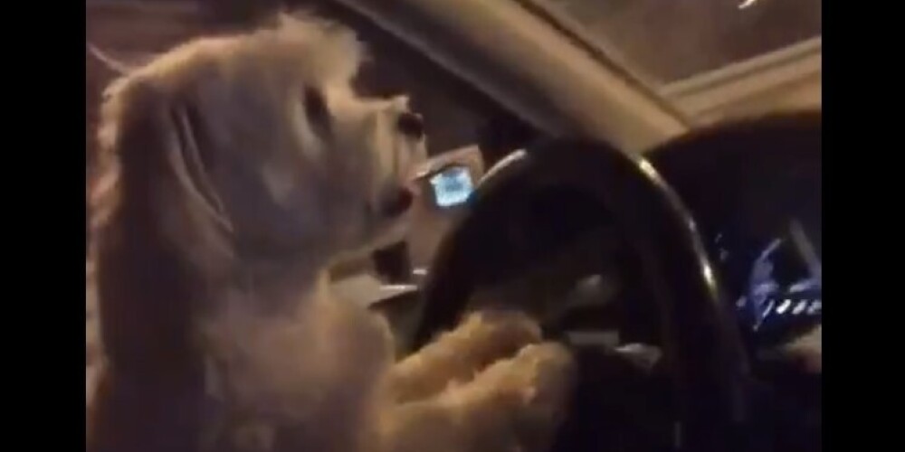 Женщина усадила собаку за руль ради лайков