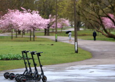 Elektriskie skrejriteņi un ziedošas sakuras Uzvaras parkā.