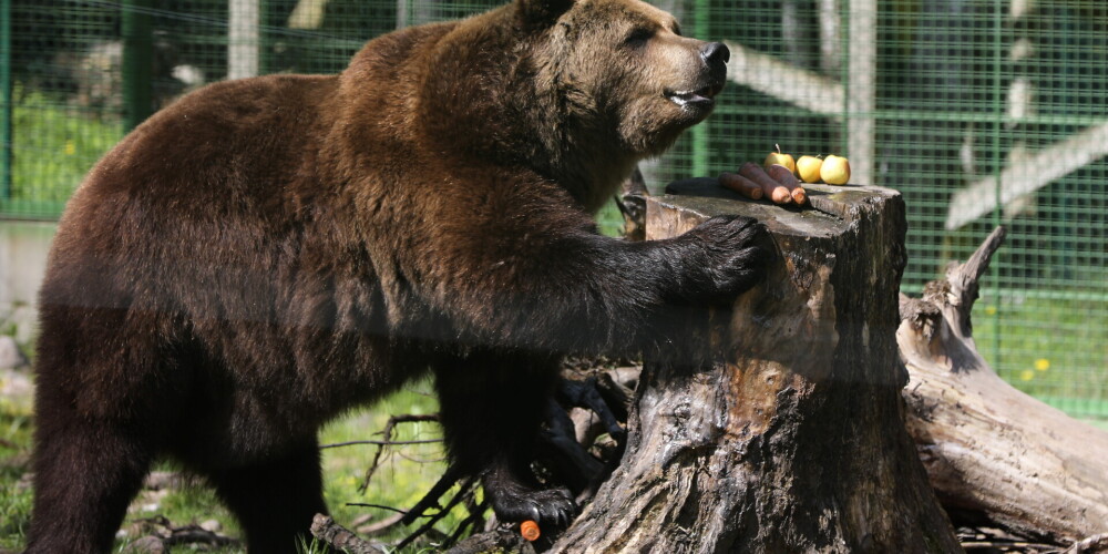 В Латвии обитает от 30 до 50 медведей: охотников призывают фотографировать их следы