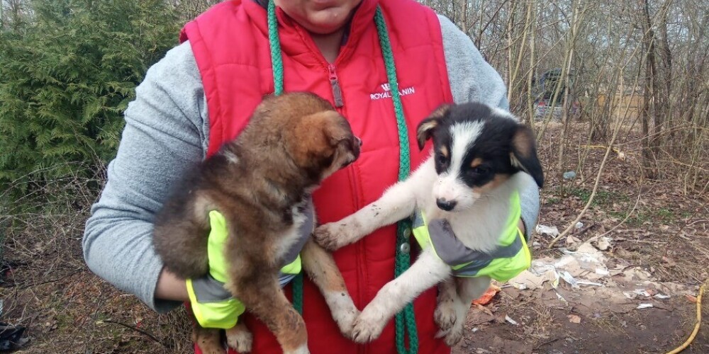 Под Лимбажи нашли живущих в ужасающих условиях собак и беспомощную женщину