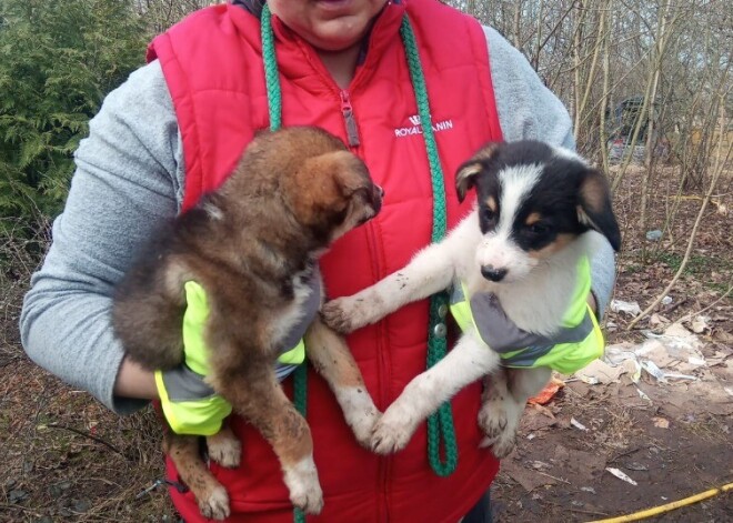 Под Лимбажи нашли живущих в ужасающих условиях собак и беспомощную женщину