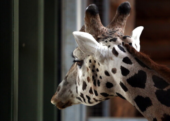 В Рижском зоопарке остался один жираф, остальные погибли
