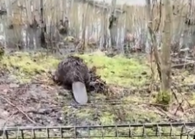 VIDEO: glābēji tramvaja galapunktā notver bebru un nogādā ūdenstilpnē