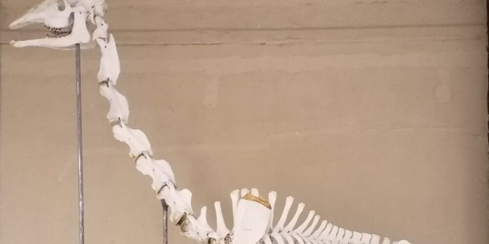 Gada sākumā Rīgas zoodārzā mirušās žirafes Usmi skelets tagad apskatāms Jelgavā – Osteoloģijas muzejā.