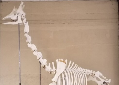 Jautā lasītājs: Rīgas zoodārzā nomirst žirafe, kas notiek ar mirstīgajām atliekām?