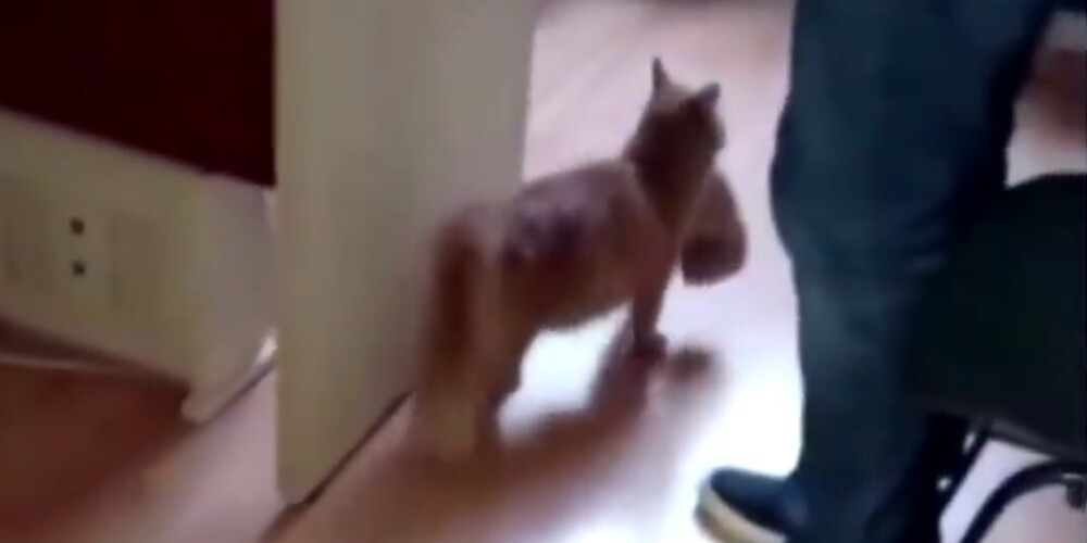 Кошка принесла больного котенка в клинику на обследование