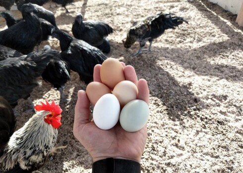 Vai dārgākas olas ir vērtīgākas par lētajām? Skaidro uztura speciāliste