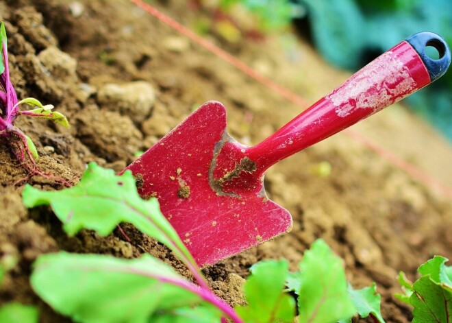 Aprīlī sēj pilnīgi visu! Kas šomēnes jāpaveic dārzā, stāsta agronome