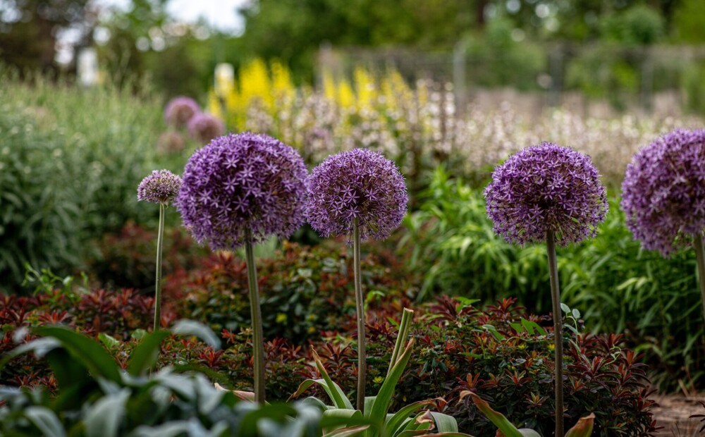 Dekoratīvais sīpols alliums - iestādi šo skaistuli savā dārzā!