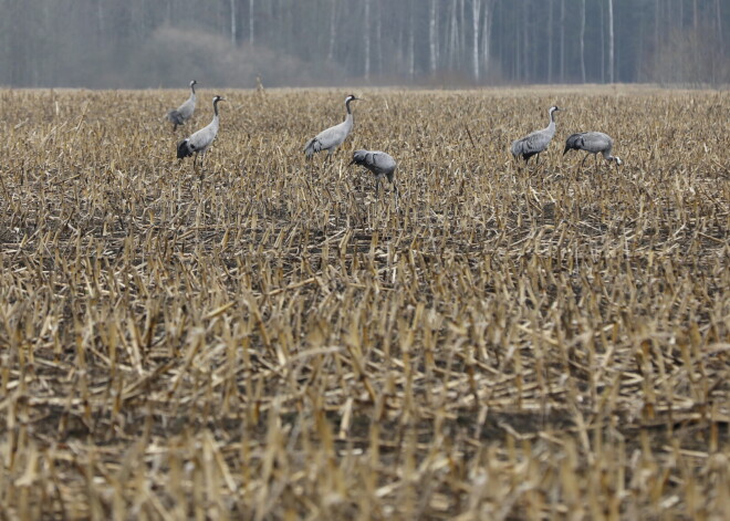 Март в Латвии был на полтора градуса теплее нормы