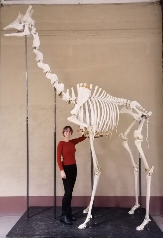 Gada sākumā Rīgas zoodārzā mirušās žirafes Usmi skelets tagad apskatāms Jelgavā - Osteoloģijas muzejā.