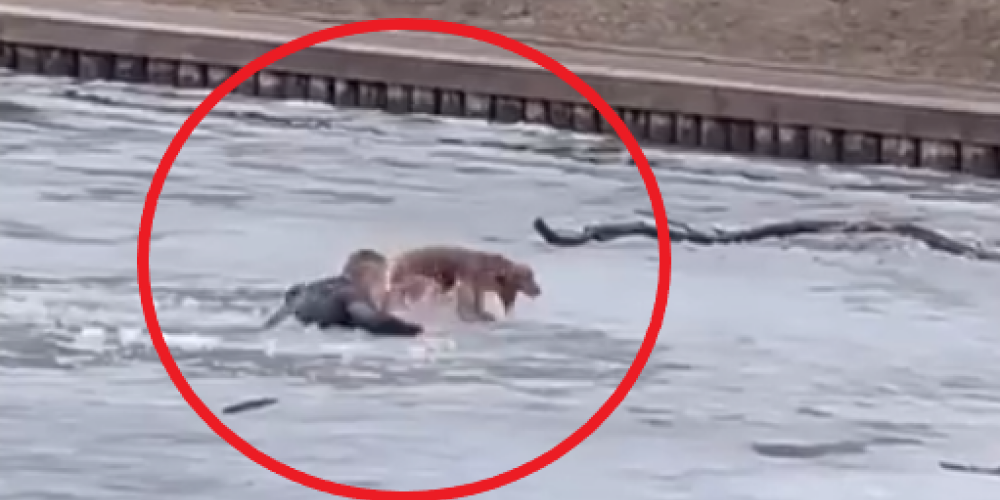 Спортсмены спасли провалившегося под лед пса и попали на видео