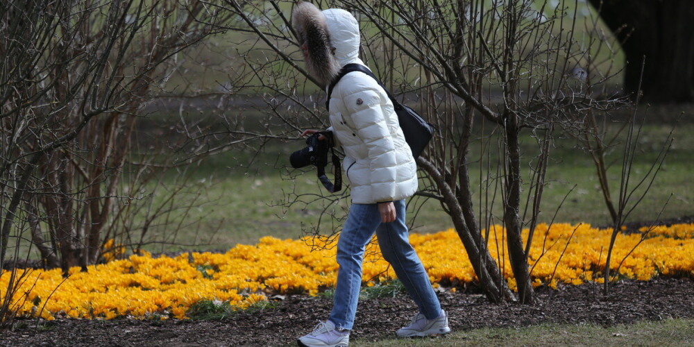 FOTO: rīdzinieki steidz klātienē izbaudīt Uzvaras parkā uzziedējušos krokusus