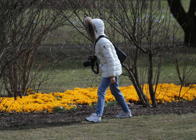 FOTO: rīdzinieki steidz klātienē izbaudīt Uzvaras parkā uzziedējušos krokusus