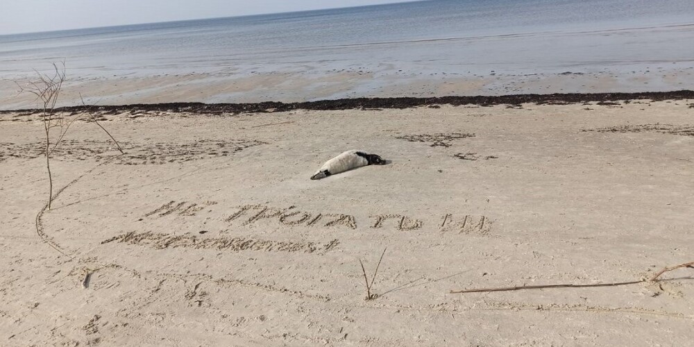 В Латвии этой весной о тюленятах на берегу сообщают реже