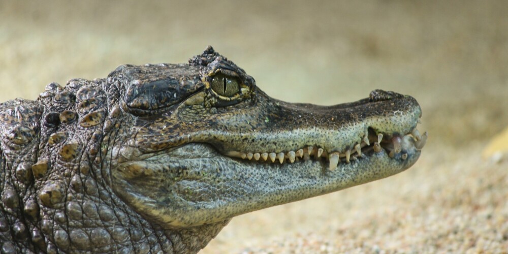 Даугавпилсской думе предлагают купить крокодила