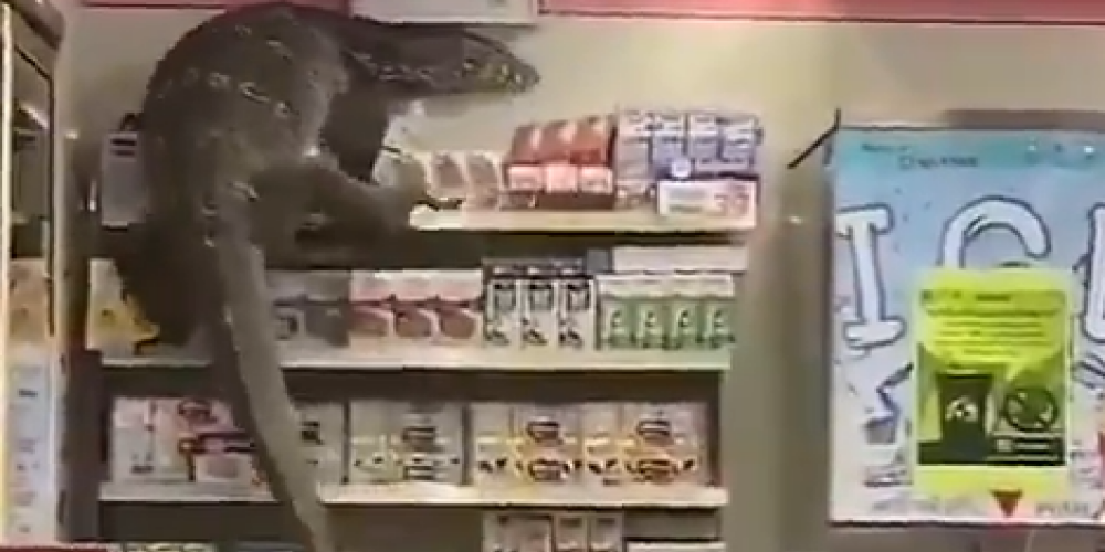 VIDEO: milzīga ķirzaka Taizemē ielien veikalā