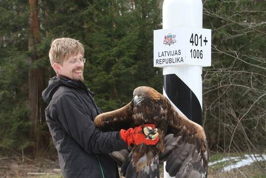 Pēc trīs mēnešu veseļošanās ērglis uz Latvijas-Igaunijas robežas atgriežas brīvībā.