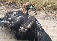 Novārgušo ērgli atrada uz meža ceļa Staiceles apkārtnē. Putns nespēja pacelties spārnos, tikai mēģināja skriet.