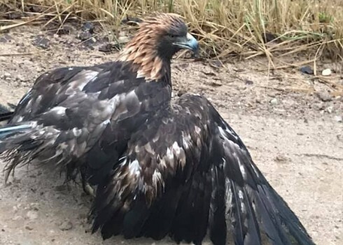 Novārgušo ērgli atrada uz meža ceļa Staiceles apkārtnē. Putns nespēja pacelties spārnos, tikai mēģināja skriet.