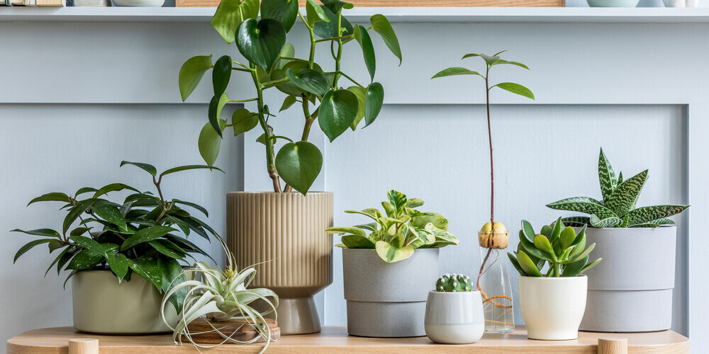 О ботанических трендах сезона: растения для вашего дома
