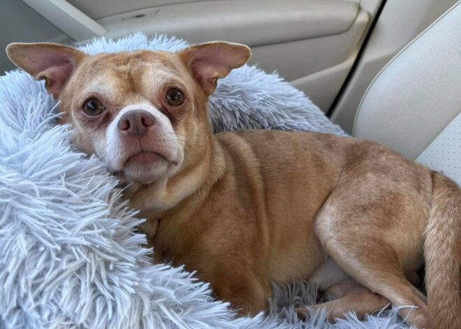 «Кукла Чаки в теле собаки». Новых хозяев для несносного чихуахуа попытались найти при помощи честного объявления