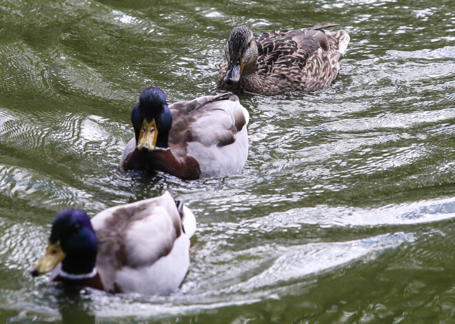 Nedēļas nogalē Latvijā būs pavasarīgi silts laiks, bet nākamās nedēļas vidū atkal kļūs vēsāks