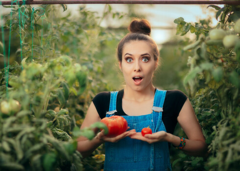Praktiskie Vērši spēj audzēt teju jebkādus augus, bet priekšroku dod klasiskajām kultūrām: tomātiem, gurķiem, burkāniem, kartupeļiem.