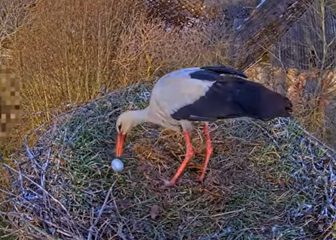 Karsti iet arī balto stārķu ligzdā - atlidojusi sveša mātīte un izgrūdusi no ligzdas putnu pāra olu