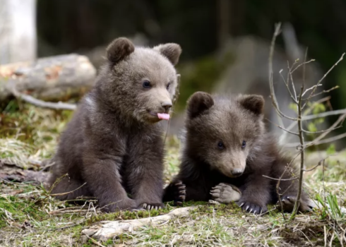 В Стайцеле замечена медведица с четырьмя медвежатами