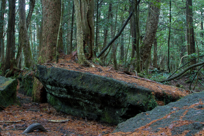 Aokigahara mežs, Japāna.