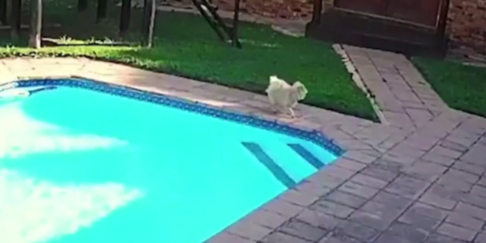 Видео: пес вытащил из бассейна тонущую в нем дворнягу и восхитил хозяев