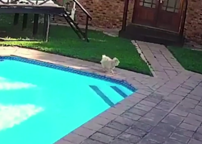 Видео: пес вытащил из бассейна тонущую в нем дворнягу и восхитил хозяев